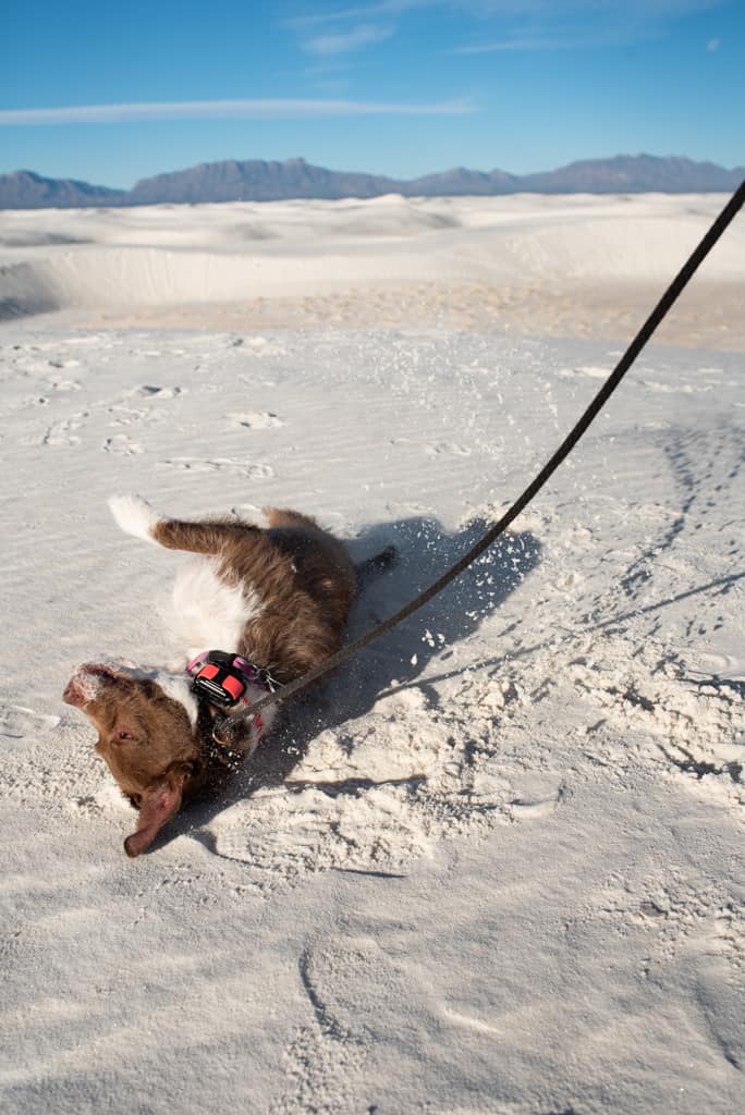 Pet Friendly White Sands
