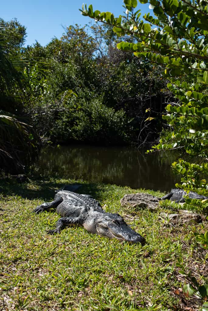 Gators in the Everglades