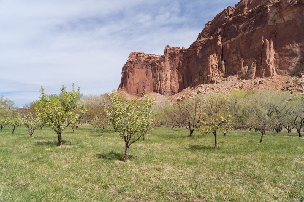 Fruita Orchards Capitol Reef National Park