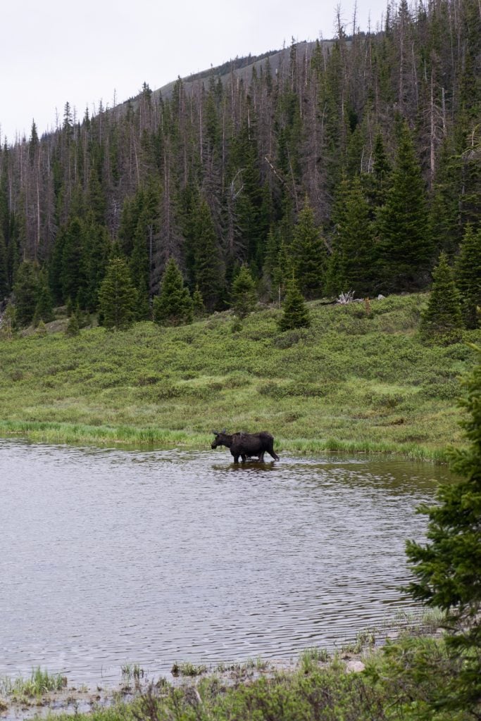 Moose at Rocky Mountain National Park