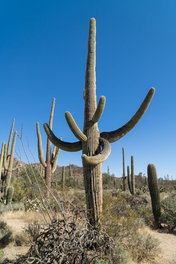 Desert Discovery Nature Trail