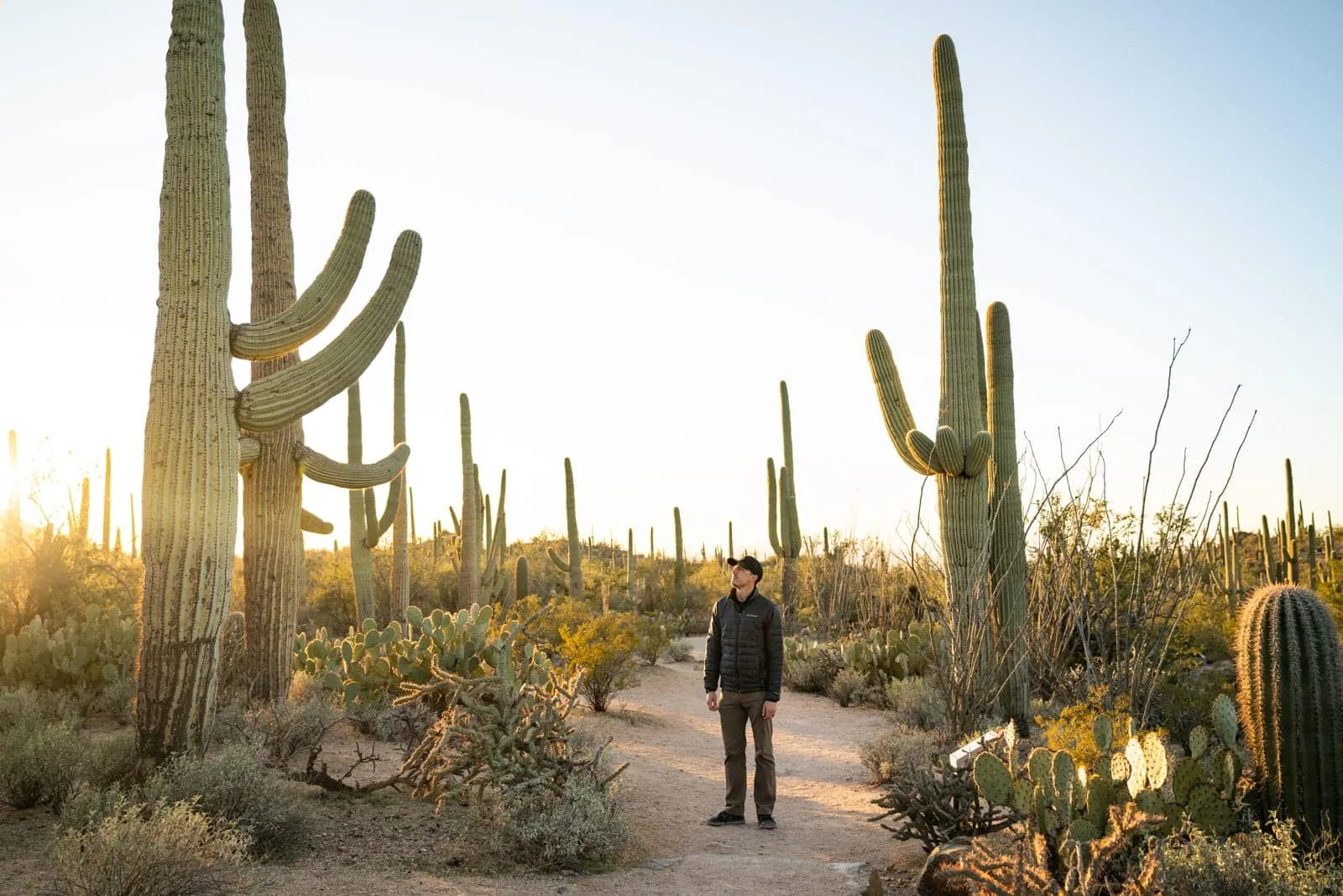 Valley View Overlook | The best things to do in Saguaro National Park West in Tucson