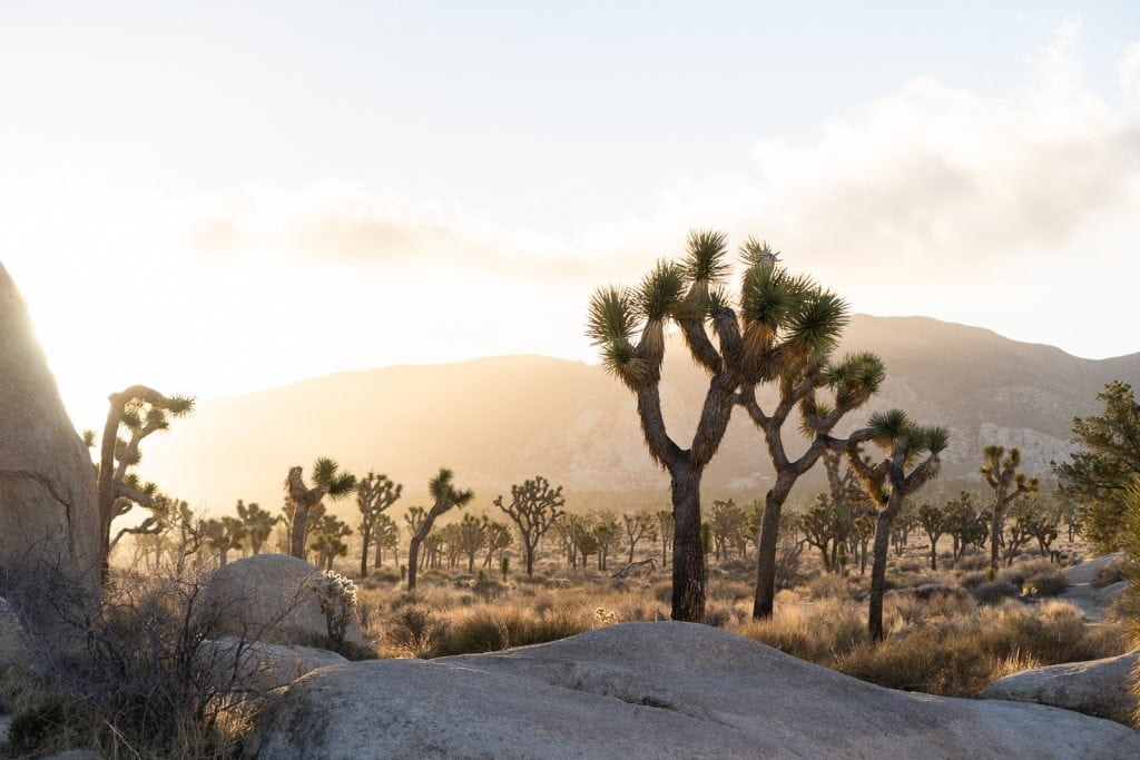 Joshua Tree National Park