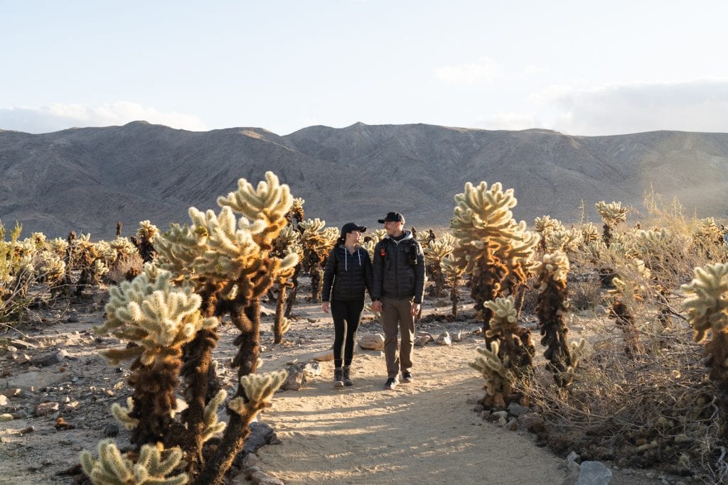 Cholla Cactus Garden |Things to do in Joshua Tree National Park