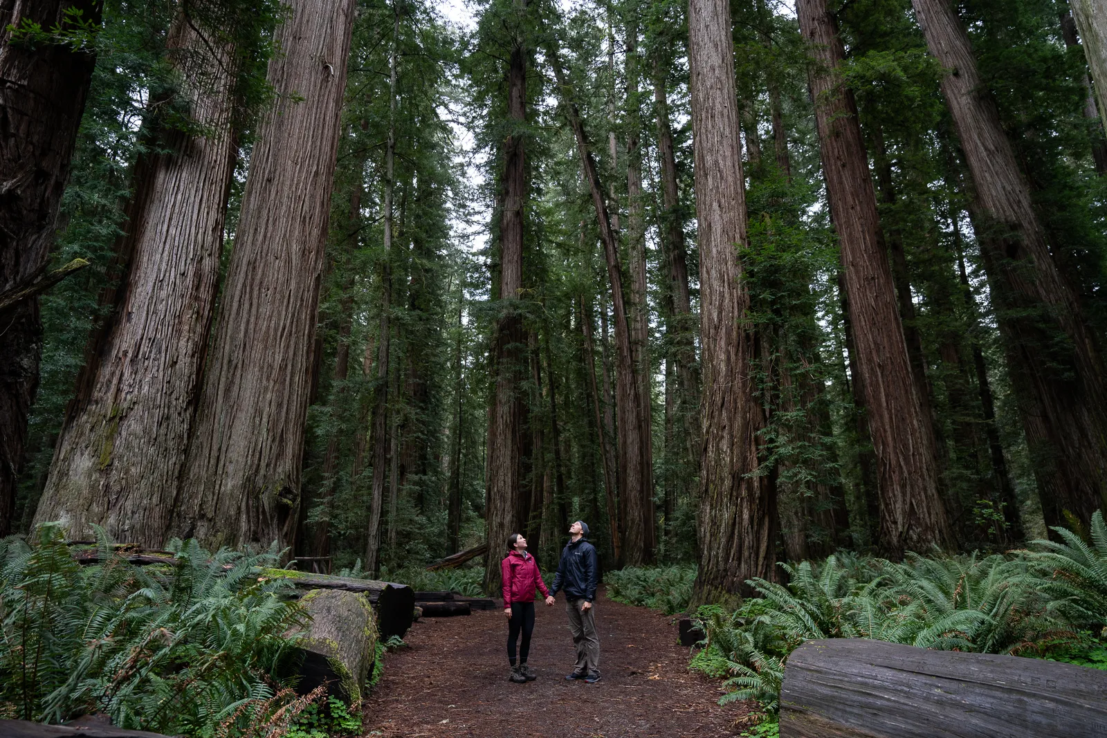The ULTIMATE Guide to visiting Redwood National Park (+ state parks!) in California