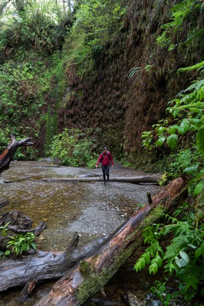 How to hike the Fern Canyon Trail in Redwood National & State Parks | Things to do in Redwood National Park