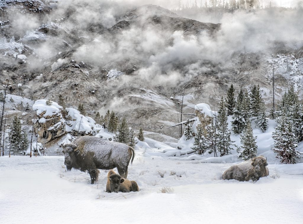 Yellowstone National Park | Best National Parks to visit in February