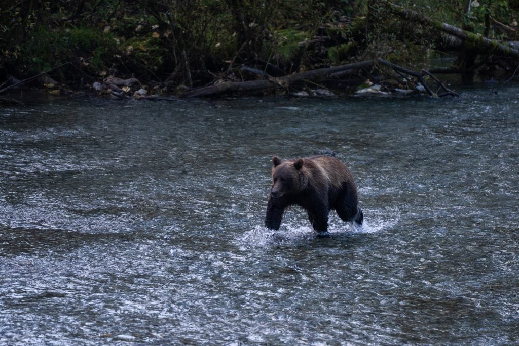Bear at the Fish Creek Wildlife Observation Site in Hyder, Alaska (Stewart-Cassiar Highway)