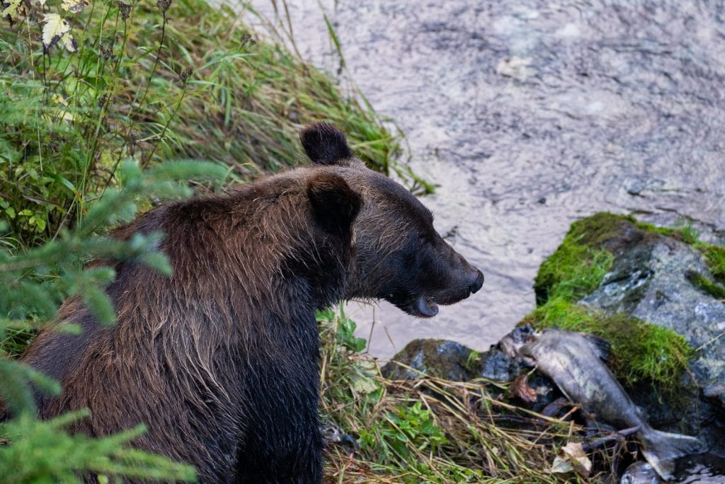 Bear at the Fish Creek Wildlife Observation Site in Hyder, Alaska (Stewart-Cassiar Highway)