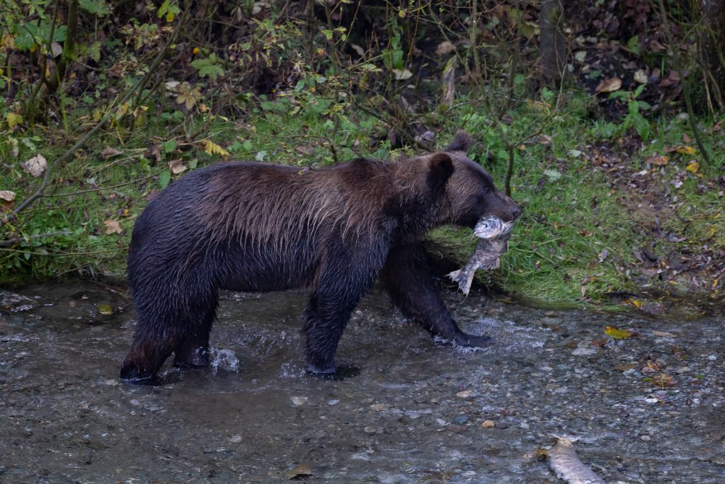 Bear at the Fish Creek Wildlife Observation Site in Hyder, Alaska (Stewart-Cassiar Highway)