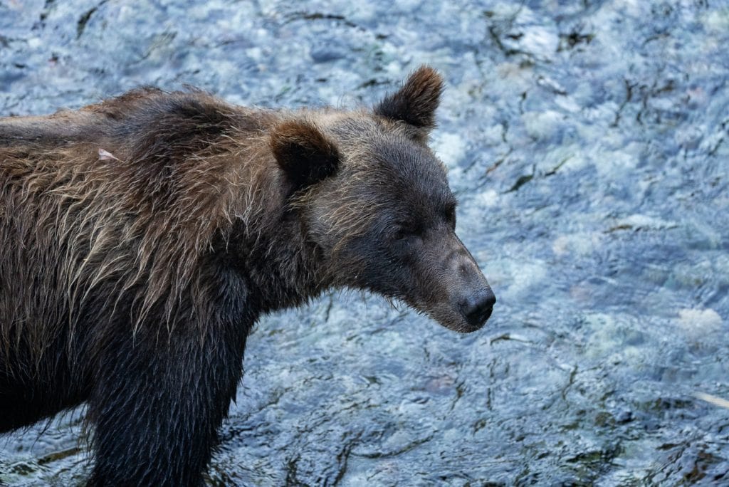 Bear at the Fish Creek Wildlife Observation Site in Hyder, Alaska (Stewart-Cassiar Highway)