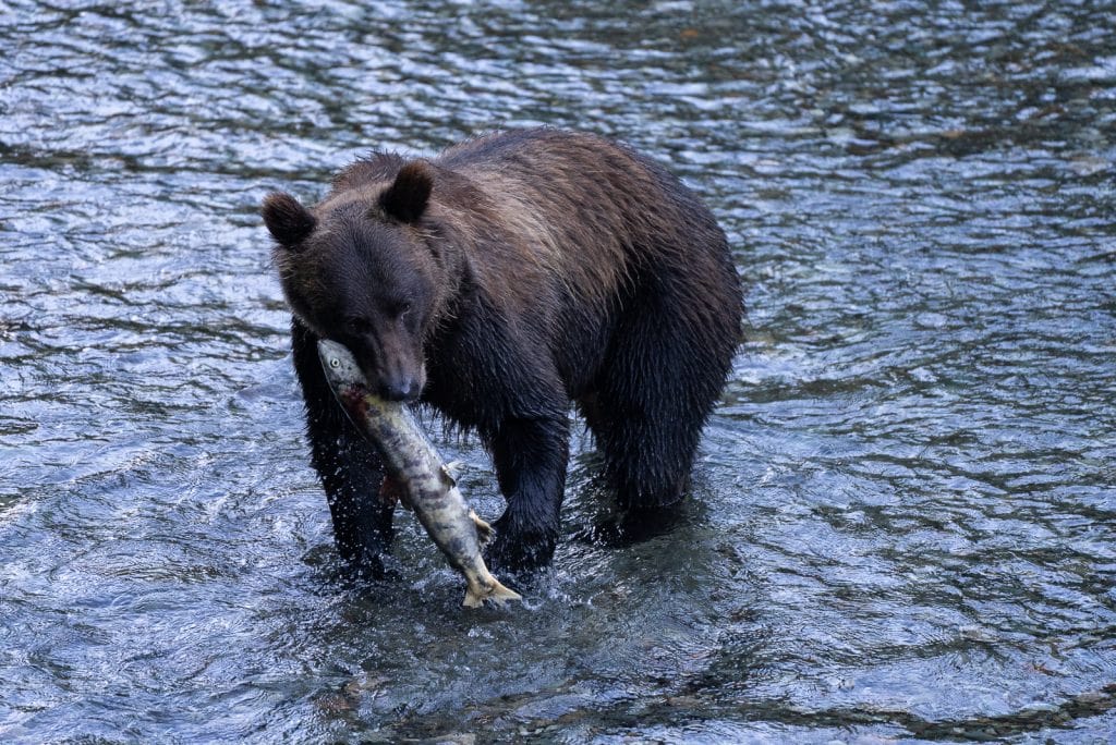 Bear at the Fish Creek Wildlife Observation Site in Hyder, Alaska (Stewart-Cassiar Highway)