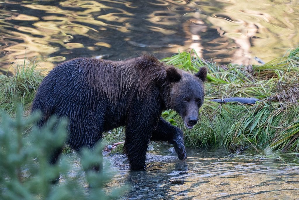 Bear at the Fish Creek Wildlife Observation Site in Hyder, Alaska (Stewart-Cassiar Highway)