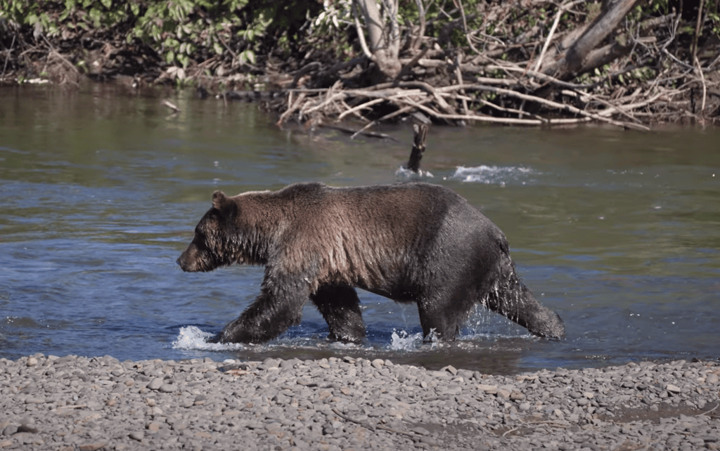 Bear on the Stewart-Cassiar Highway