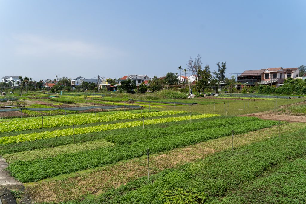 Tra Que Vegetable Village | Hoi An Itinerary