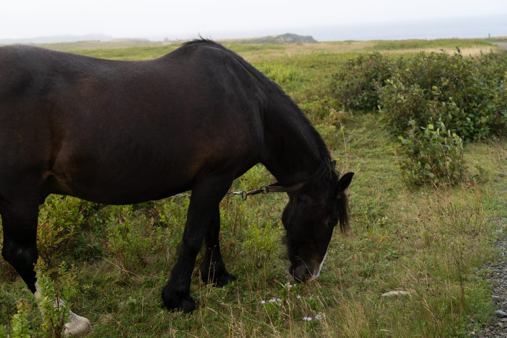 Things to do in Bonavista Newfoundland | Things to do in Newfoundland