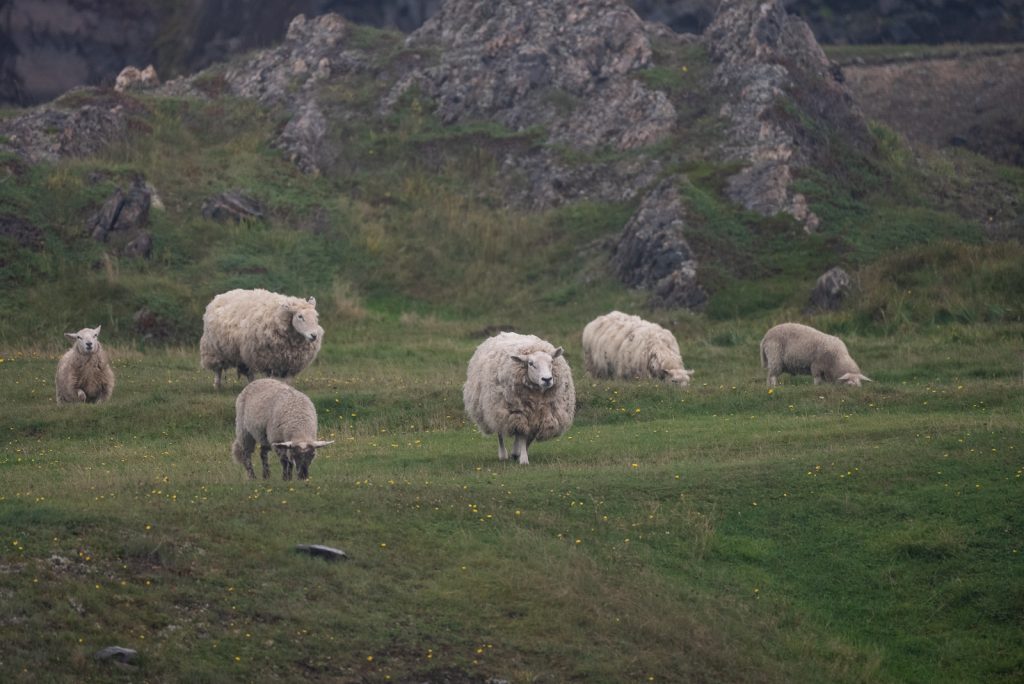 Bonavista Peninsula | Things to do in Newfoundland