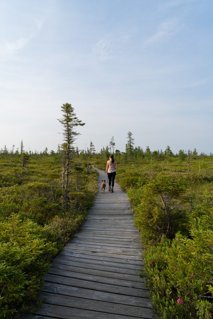 Bog Trail | Kouchibouguac National Park New Brunswick