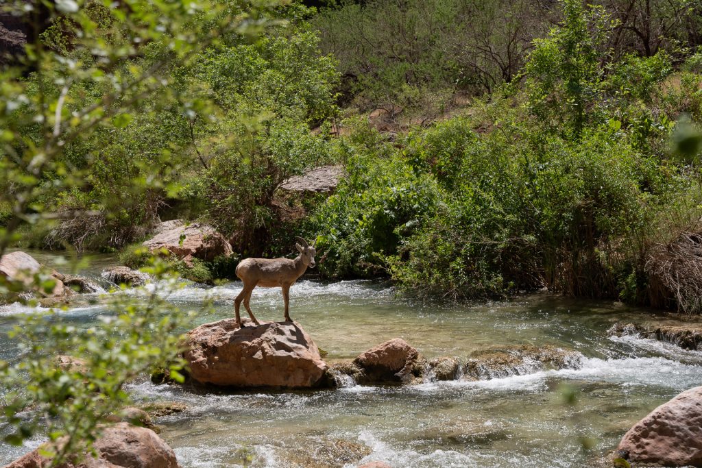 The Confluence | Havasu Creek