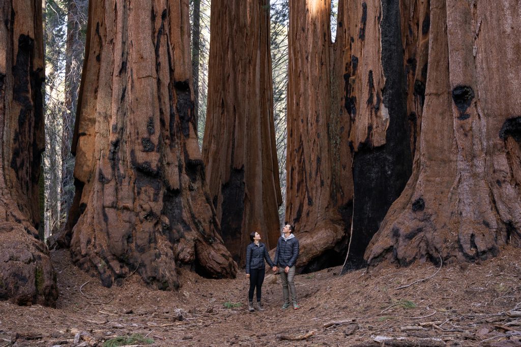 Sequoia National Park | West Coast national parks