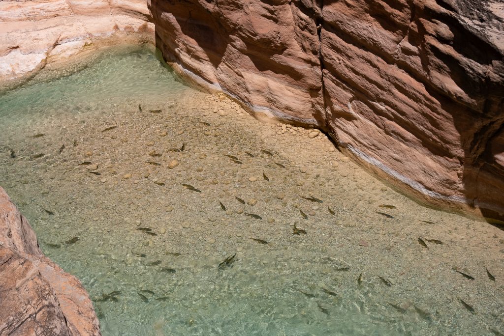 The Confluence | Havasu Creek | Havasupai