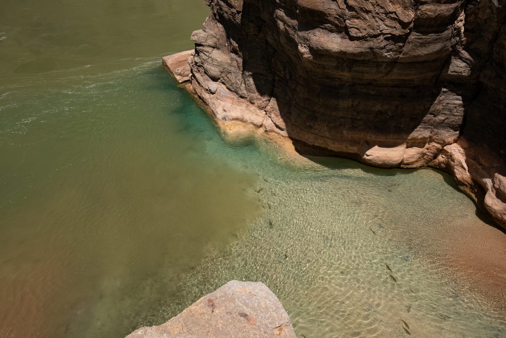 The Confluence of Havasu Creek and Colorado River