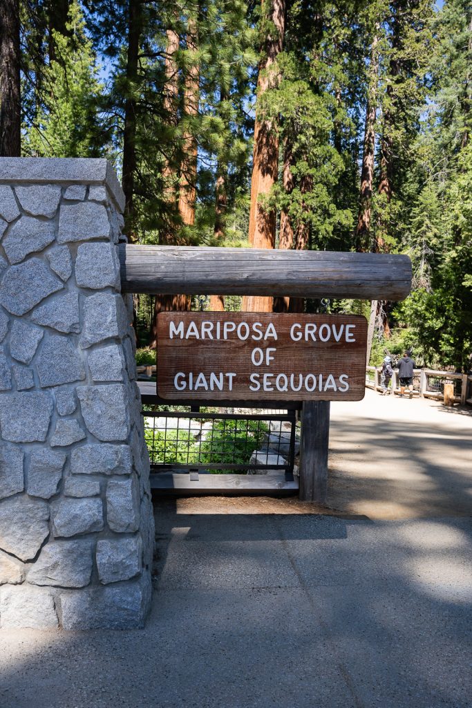 Mariposa Grove Yosemite National Park