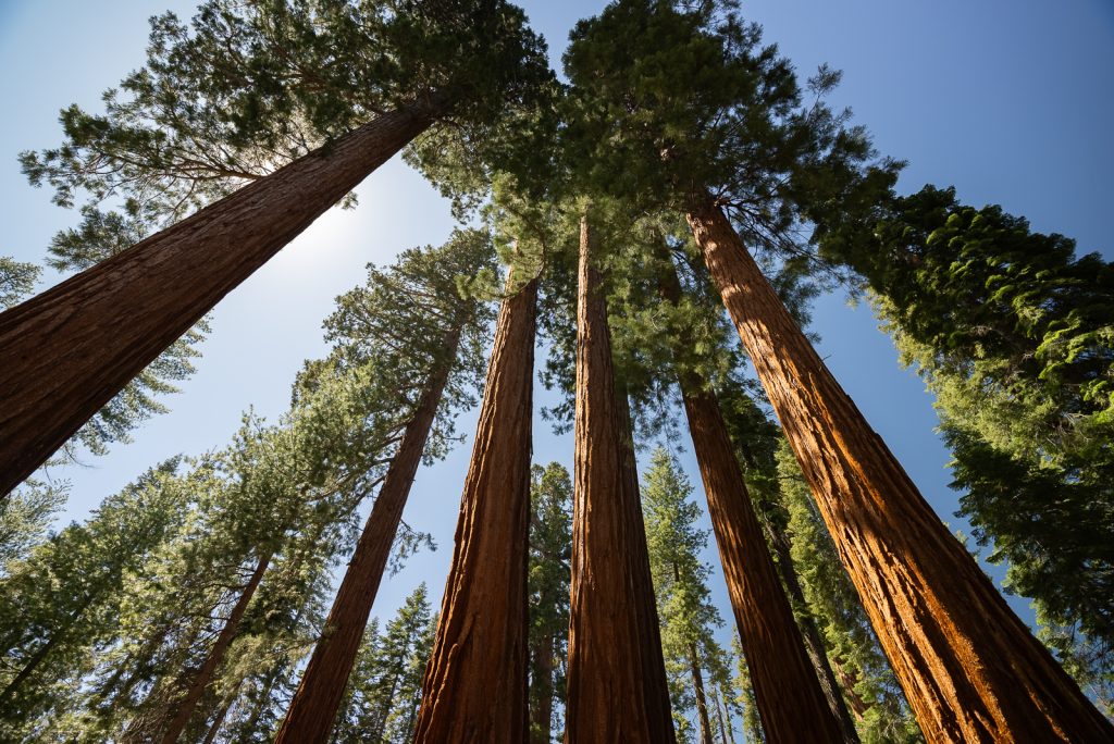 Mariposa Grove Yosemite National Park