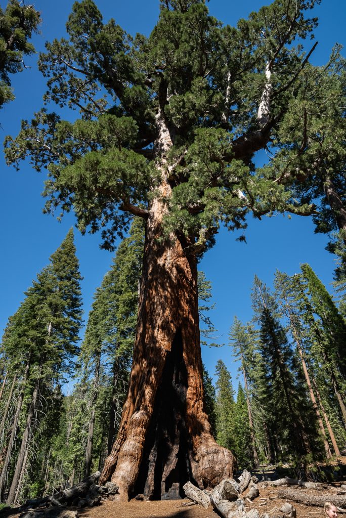 Mariposa Grove Yosemite National Park