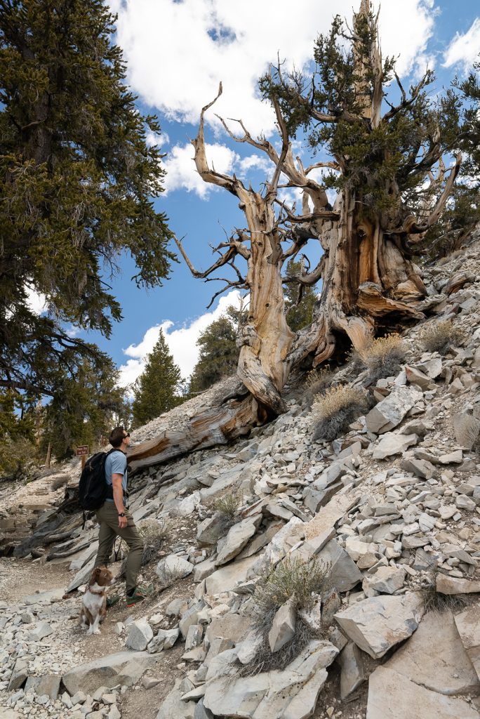 Ancient Bristlecone Pine Forest | Eastern Sierra road trip on California’s Highway 395