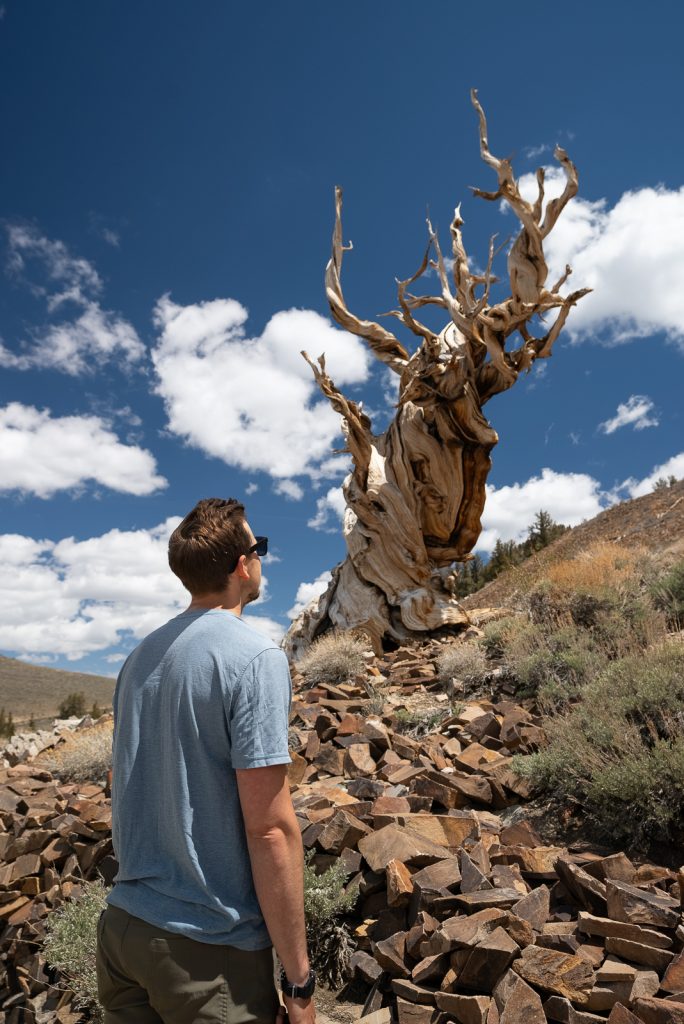 Ancient Bristlecone Pine Forest | Eastern Sierra road trip on California’s Highway 395
