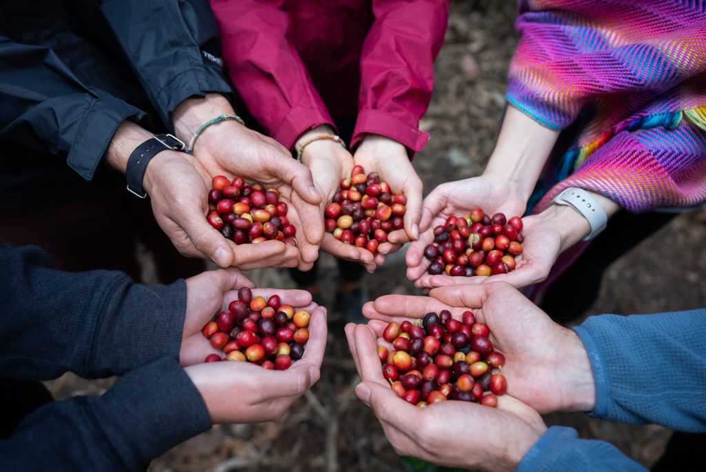 Salkantay Trek Coffee Farm | Lia B&B Lucmabamba