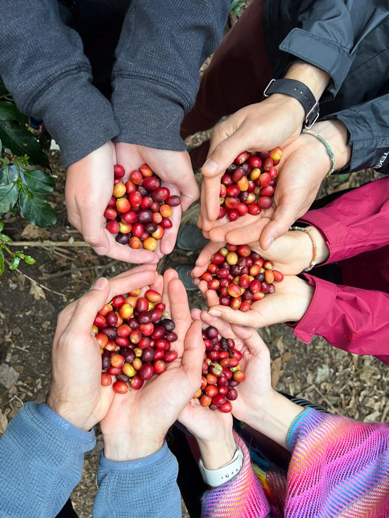 Salkantay Trek Coffee Farm | Lia B&B Lucmabamba