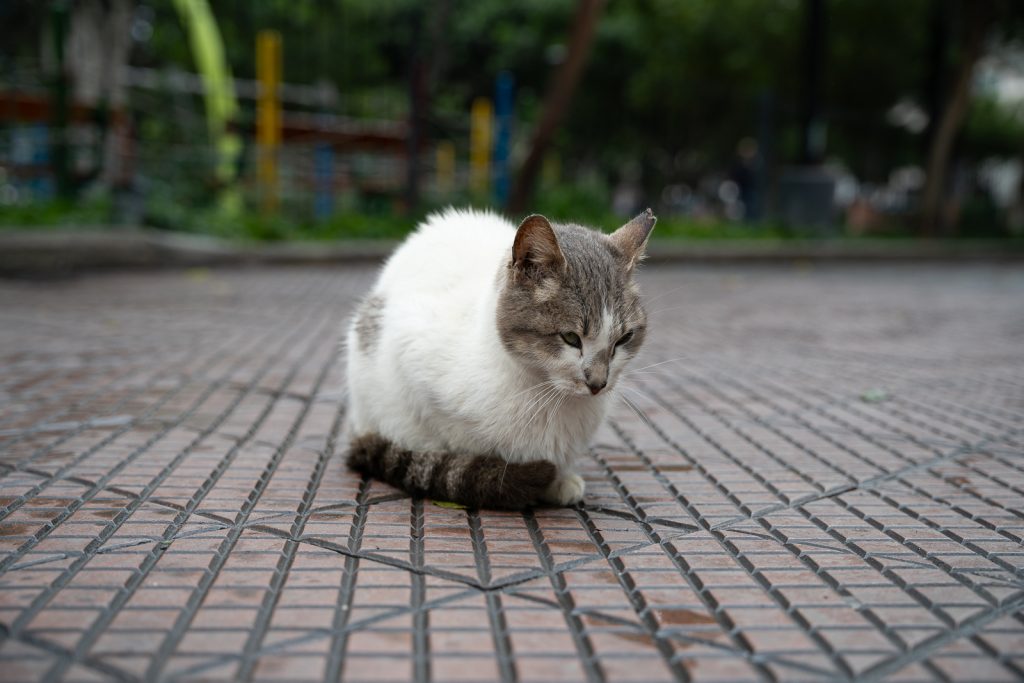 Kennedy Park | 19+ BEST things to do in Lima, Peru