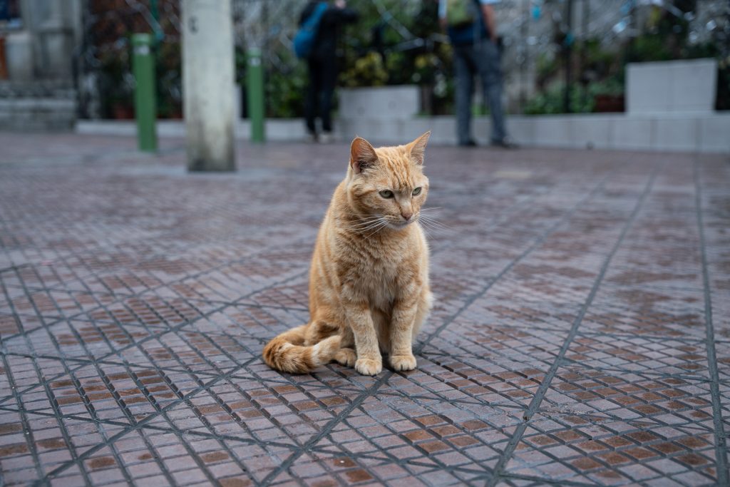 Kennedy Park | 19+ BEST things to do in Lima, Peru
