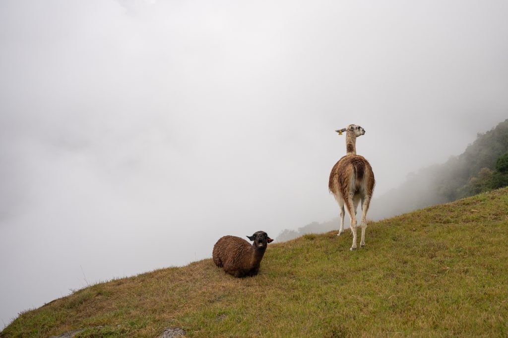How to visit Machu Picchu