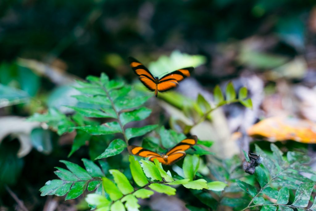 Butterflies Aguas Calientes, Peru