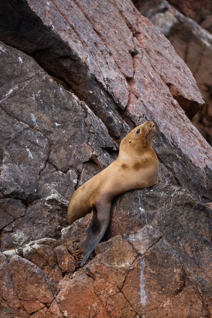 Ballestas Islands Tour | 11 FUN things to do in Paracas, Peru