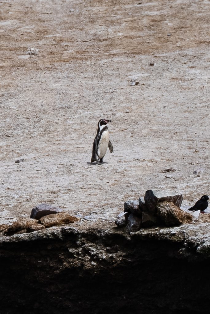 Ballestas Islands Tour | 11 FUN things to do in Paracas, Peru