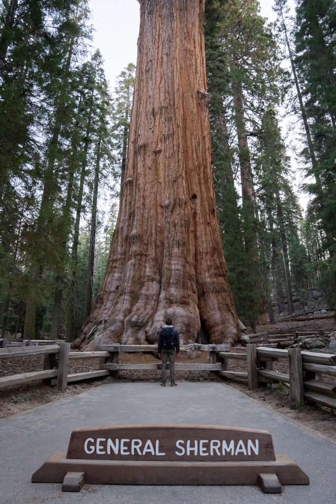 General Sherman Tree Trail | Best hikes in Sequoia National Park