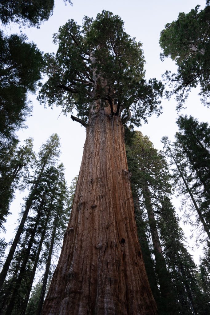 General Sherman Tree Trail | Best hikes in Sequoia National Park
