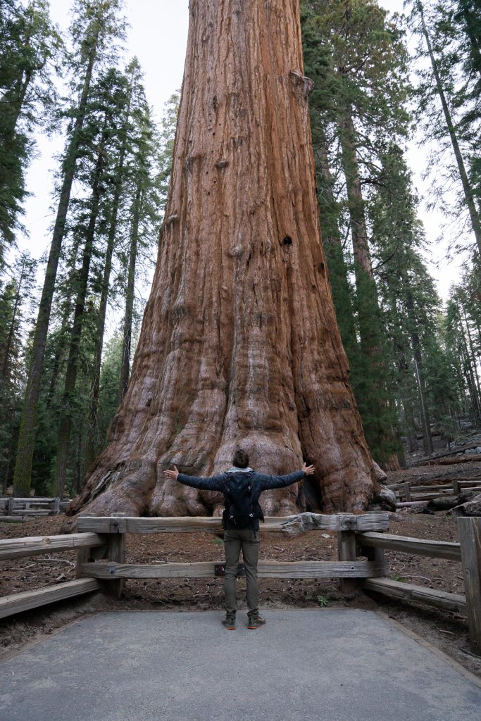 General Sherman Tree Trail | Best hikes in Sequoia National Park