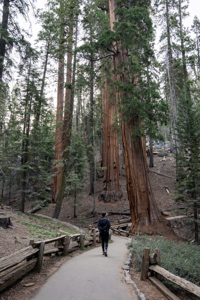 Congress Trail | Best hikes in Sequoia National Park