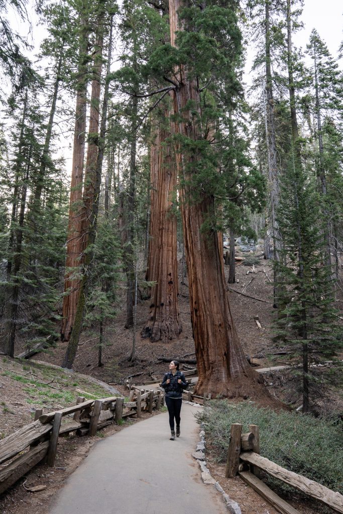 Congress Trail | Best hikes in Sequoia National Park