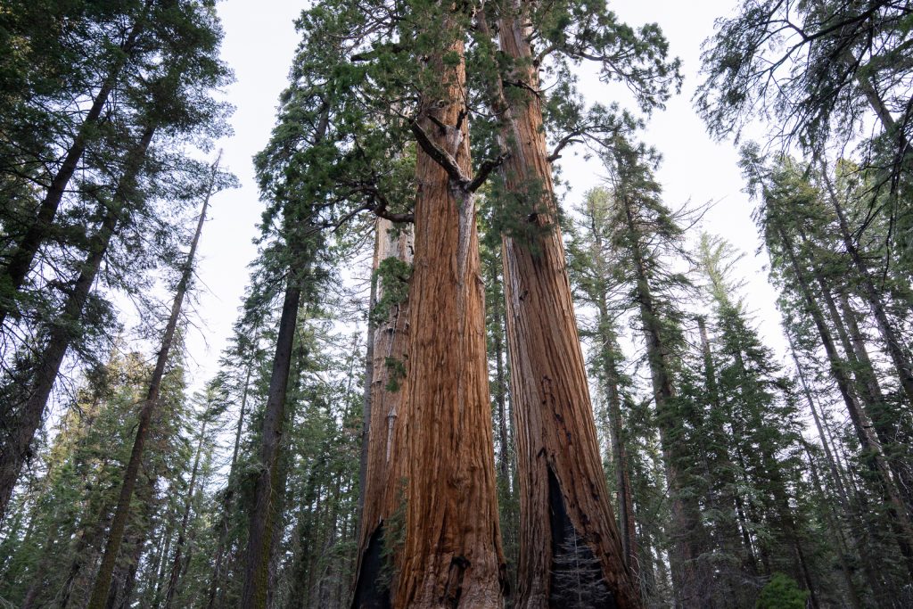 Congress Trail | Best hikes in Sequoia National Park