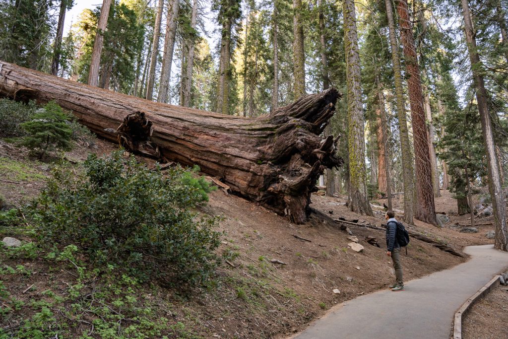 Congress Trail | Best hikes in Sequoia National Park | One day in Sequoia National Park Itinerary