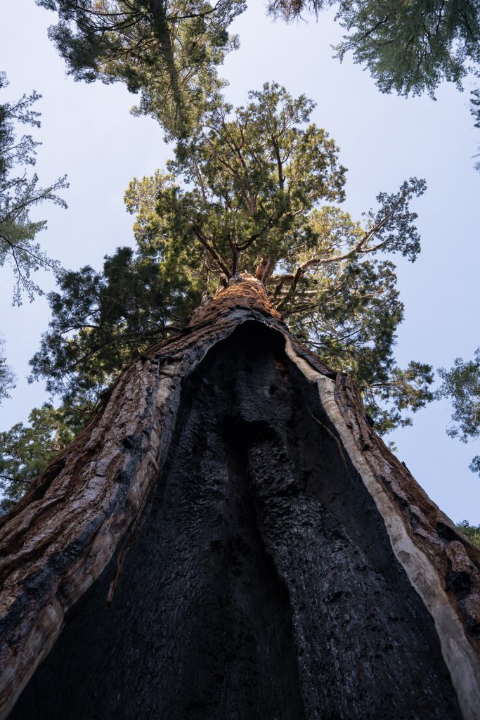 Congress Trail | Best hikes in Sequoia National Park