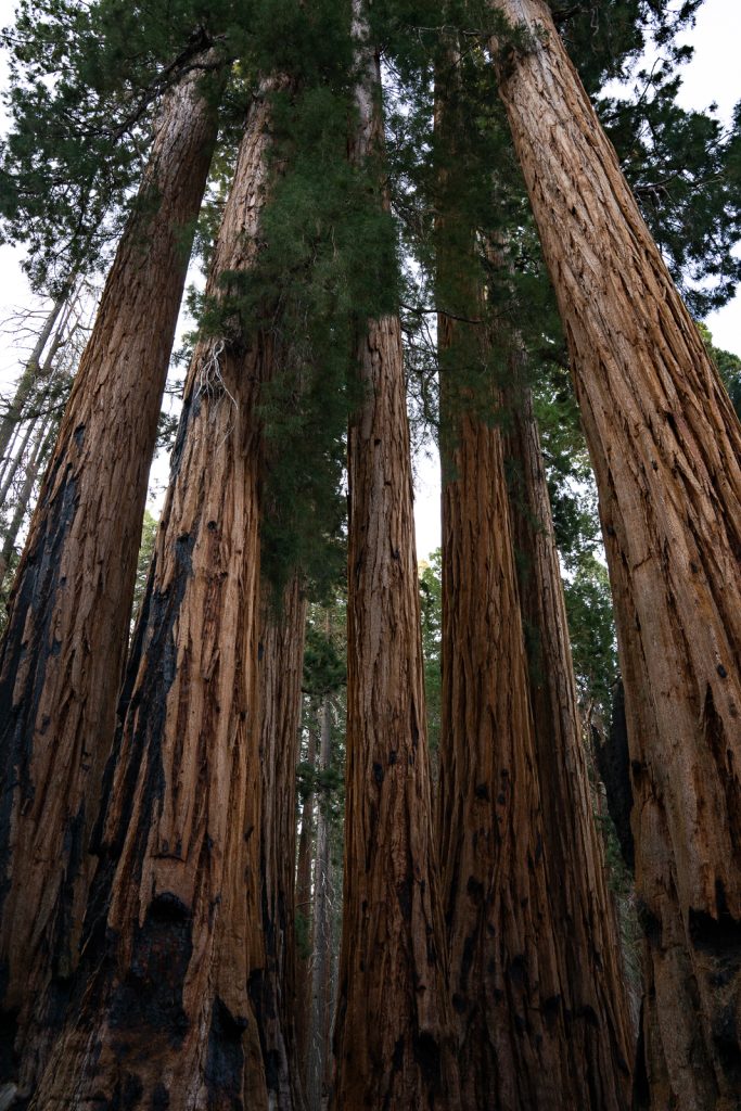 Congress Trail | Best hikes in Sequoia National Park