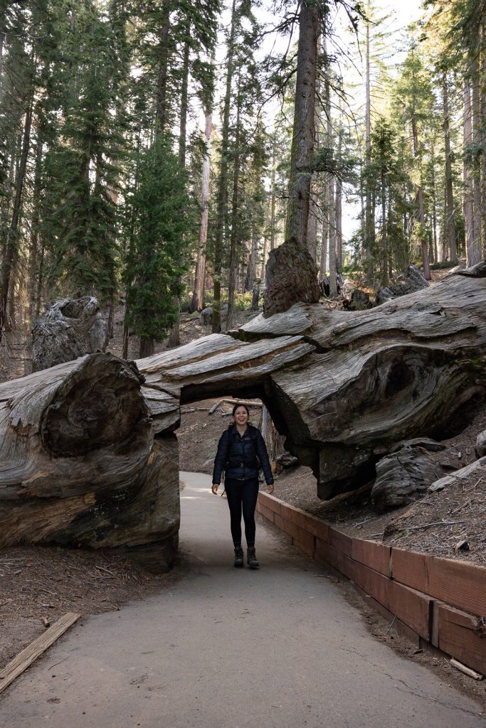 Congress Trail | Best hikes in Sequoia National Park