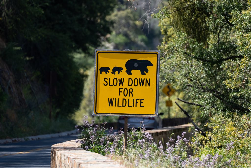 Generals Highway | Best things to do in Sequoia National Park
